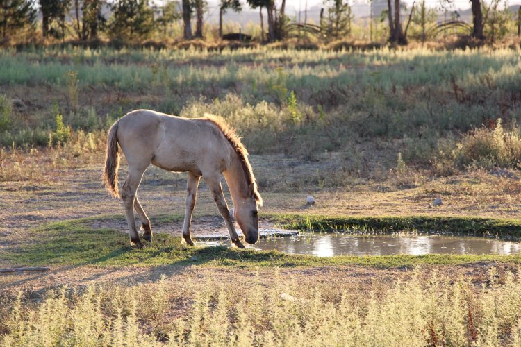 Pelos Trilhos de Portugal-Pela Reserva do Cavalo do Sorraia, Alpiarça