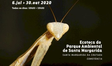 Insetos em Ordem  no Parque Ambiental de Santa Margarida