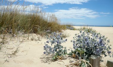 Lagos avança com a Reabilitação e Recuperação do Cordão Dunar da Meia Praia
