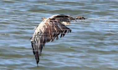 SPEA alerta para morte de aves em redes de aquacultura no estuário do Mondego