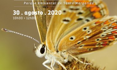 Venha "Conhecer as Borboletas" no Parque Ambiental de Santa Margarida