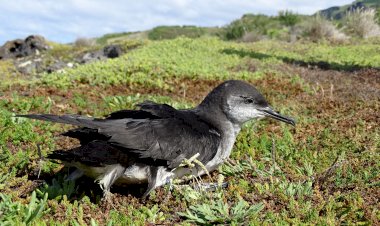 Ilha do Corvo apaga a iluminação pública para salvar aves marinhas