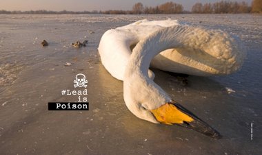 Parlamento Europeu vota para proibir munições com chumbo nas zonas húmidas