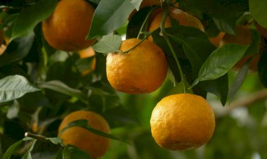Câmara Municipal quer classificar a laranja de Amares como património vegetal de interesse municipal