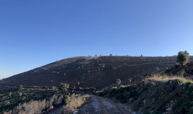 Reflorestação de sobreiros e aproveitamento de regeneração natural de carvalhos negrais na Serra do Reboredo