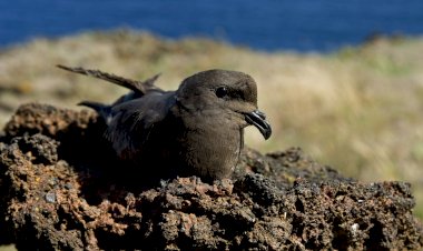 Ave do Ano 2021 é um “exclusivo” dos Açores