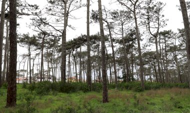 Município da Marinha Grande e ICNF em parceria na recuperação do Pinhal do Rei