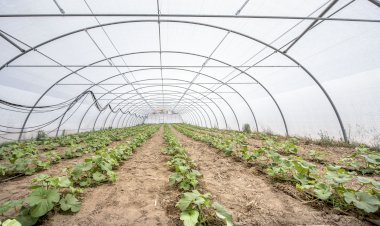 CoLAB de Idanha lidera consórcio para criação de Polo Europeu de Inovação Digital