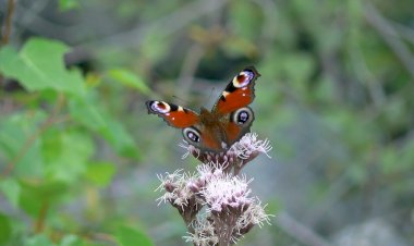 Tavira implementa a Estação da Biodiversidade de Cachopo
