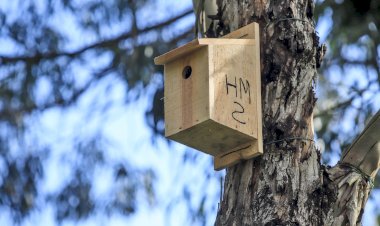 Instaladas caixas-ninho para monitorizar as aves no Estuário do Sado
