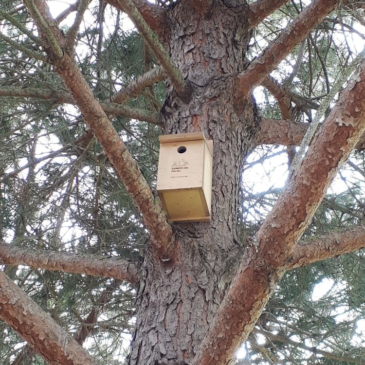 Morgado do Reguengo Resort instala caixas-ninho para apoio à preservação da biodiversidade local
