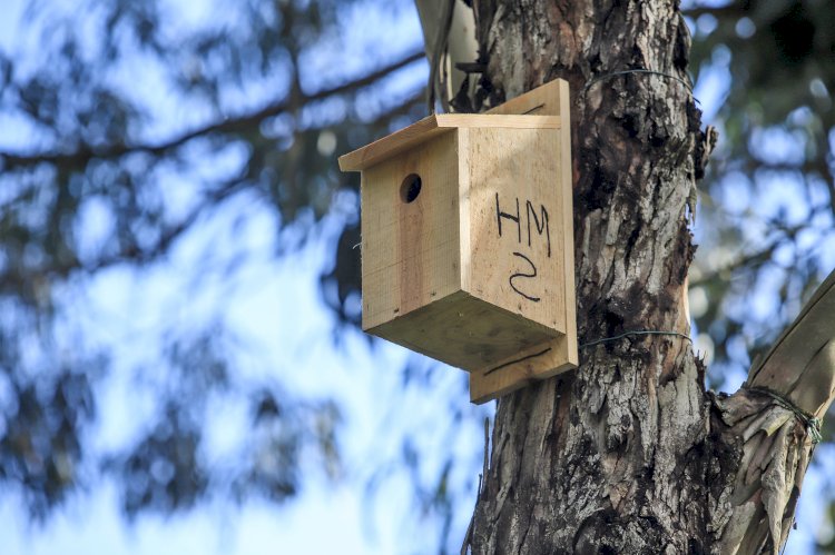 Instaladas caixas-ninho para monitorizar as aves no Estuário do Sado