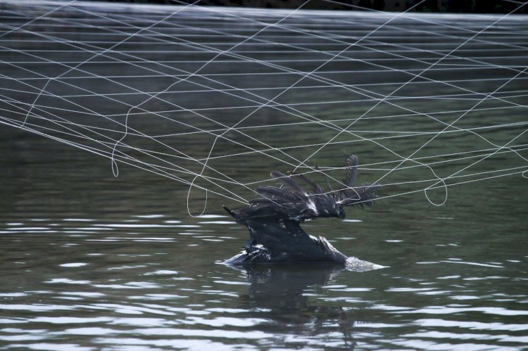 Aquaculturas: aves continuam a morrer perante inacção das autoridades