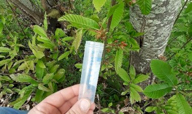 Município de Vouzela faz largadas de insectos parasitóides para combater vespa da galha do castanheiro