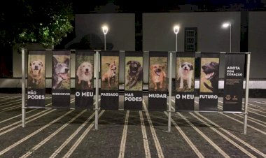 “Adota com Coração” em Exposição no Centro da Vila da Madalena