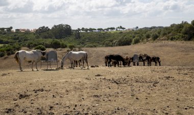 Cascais introduz Cavalos Selvagens no PNSC