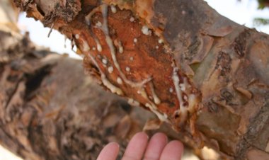 O maravilhoso mundo das plantas para descobrir com o Museu do Oriente