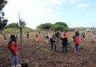 Verdelago comemorou Dia da Floresta Autóctone com plantação de 200 árvores