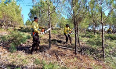 Brigadas de Sapadores Florestais da CIMAA realizam trabalhos de silvicultura preventiva
