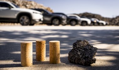 A importância da cortiça: Um material natural que fomenta a sustentabilidade