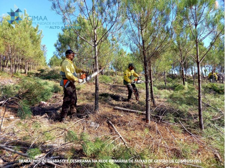 Brigadas de Sapadores Florestais da CIMAA realizam trabalhos de silvicultura preventiva