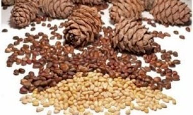 Vila do Cadaval recebe a tradicional Feira dos Pinhões