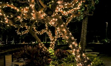 Azambuja promove Jardim de Natal “White Christmas”