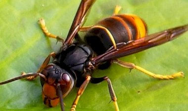 Município de Oliveira de Frades no combate à Vespa Velutina
