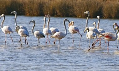 Proposta de Criação de Reserva Natural da Lagoa dos Salgados