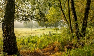 “Por cima destas árvores fermosas” reúne em Guimarães vários especialistas de património natural e cultural