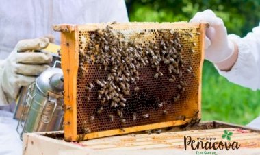 Município de Penacova vai apoiar apicultores com distribuição de alimento para as abelhas