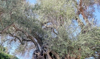 Oliveira Real Portuguesa com 2225 anos é candidata a Árvore Europeia do ano 2022