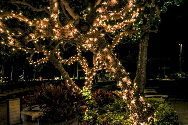 Azambuja promove Jardim de Natal “White Christmas”