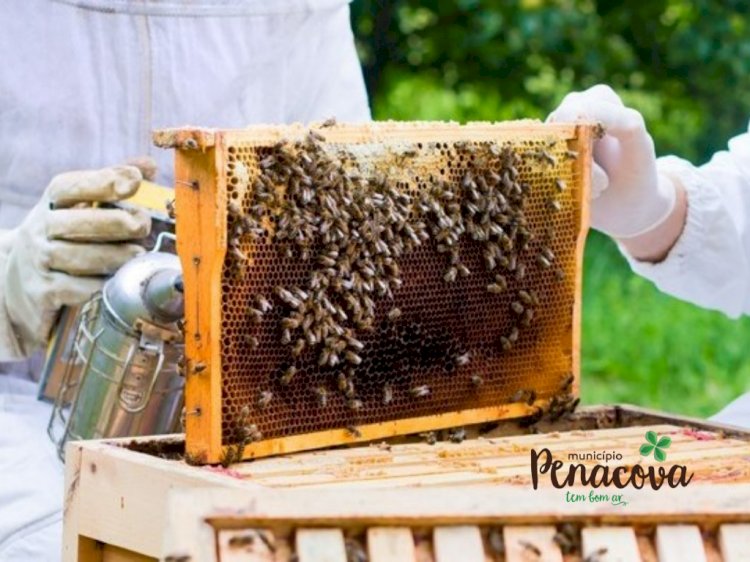Município de Penacova vai apoiar apicultores com distribuição de alimento para as abelhas