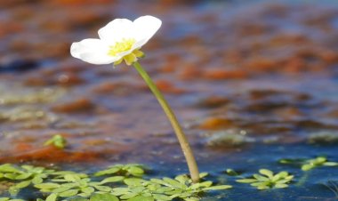 Idanha-a-Nova promove concurso de identificação de plantas aquáticas