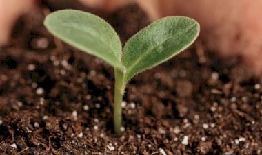 Sintra promove ação de voluntariado para plantação de árvores