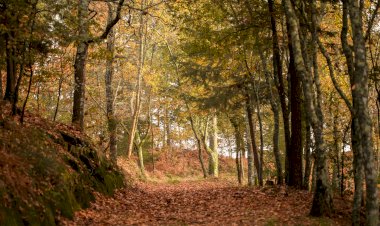 Primeiro trilho florestal acessível do país em Lousada