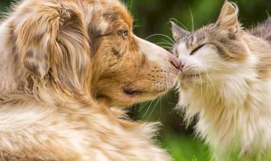 Olhão cria Grupo de Acompanhamento do Bem-Estar Animal