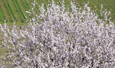 A Amendoeira em Flor torna-se rainha em Figueira de Castelo Rodrigo