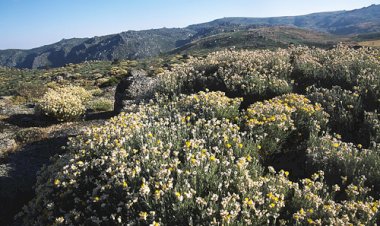 Município de Seia vai reflorestar 10 hectares com plantas autóctones