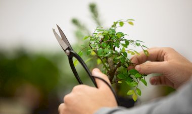 Os rituais das plantas no Museu do Oriente