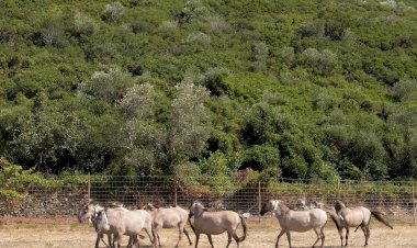 Cascais introduz no Parque Natural de Sintra Cavalos em Vias de Extinção