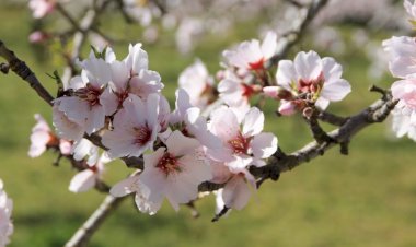 Figueira de Castelo Rodrigo recebe a Festa da Amendoeira em Flor