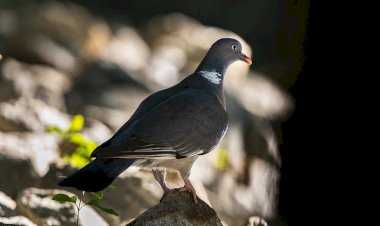 Festival de Imagem de Natureza de Vouzela regressa de 6 a 8 de Maio