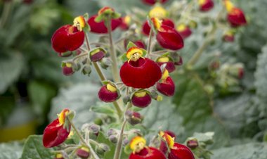 “Flores e Sementeiras” embelezam a próxima edição de Produtos da Terra