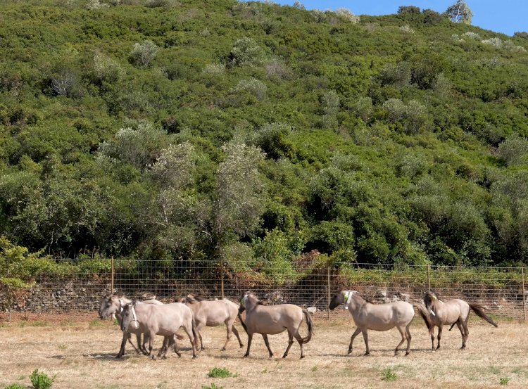 Cascais introduz no Parque Natural de Sintra Cavalos em Vias de Extinção