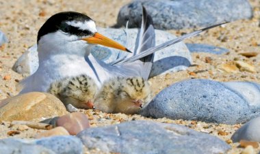 Município de Portimão sensibiliza para a proteção das dunas e das aves que nidificam na Ria de Alvor