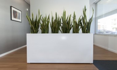 A energia do Feng Shui: das plantas à arquitectura