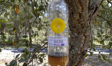 Município de Montemor-o-Novo toma medidas de combate à vespa asiática