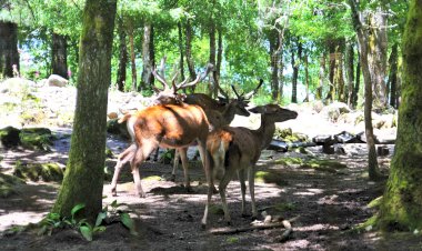 Semana do Ambiente no 20º aniversário do Parque Biológico da Serra das Meadas